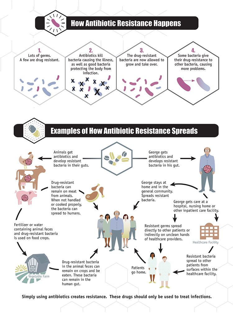 Infographic showing how antibiotic resistance happens and spreads, with illustrated steps, arrows, and examples involving...