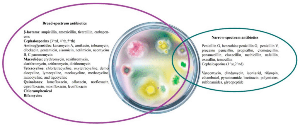 An infographic showing broad and narrow spectrum antibiotics, with lists of each type. In the centre, a petri dish...