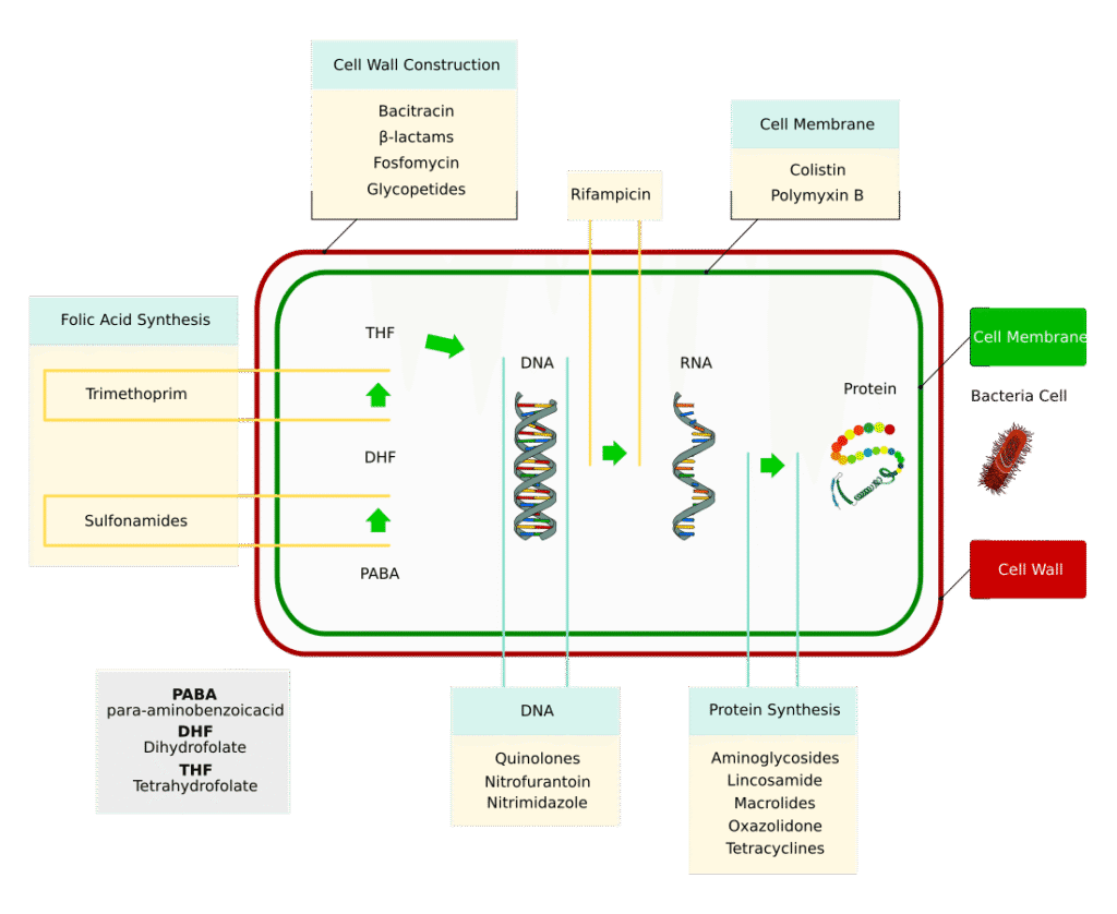 Diagram of a bacterial cell showing antibiotic targets—cell wall, membrane, DNA, RNA, protein, and folic acid...