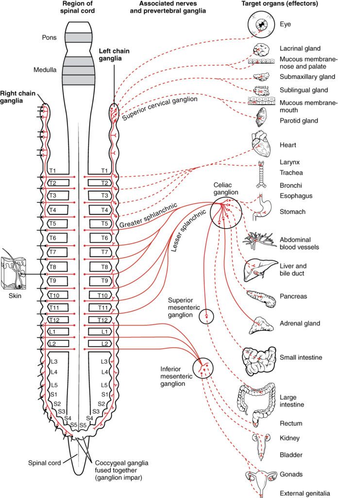 Diagram of the sympathetic nervous system showing spinal cord segments, ganglia, nerves, and connections to target...
