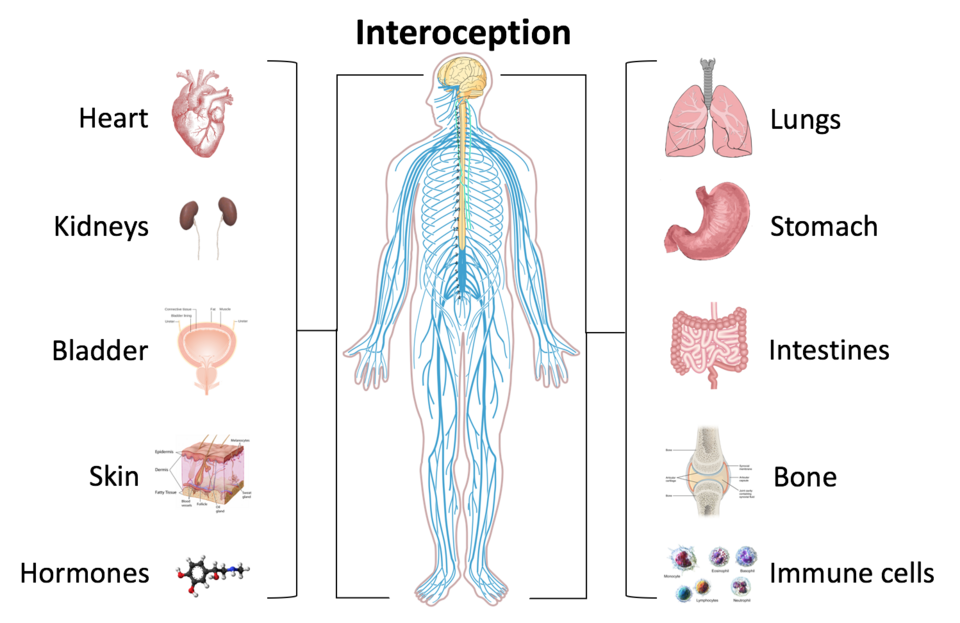 Diagram showing a human figure with nerves labelled “Interoception”, surrounded by images of the heart, lungs, kidneys,...
