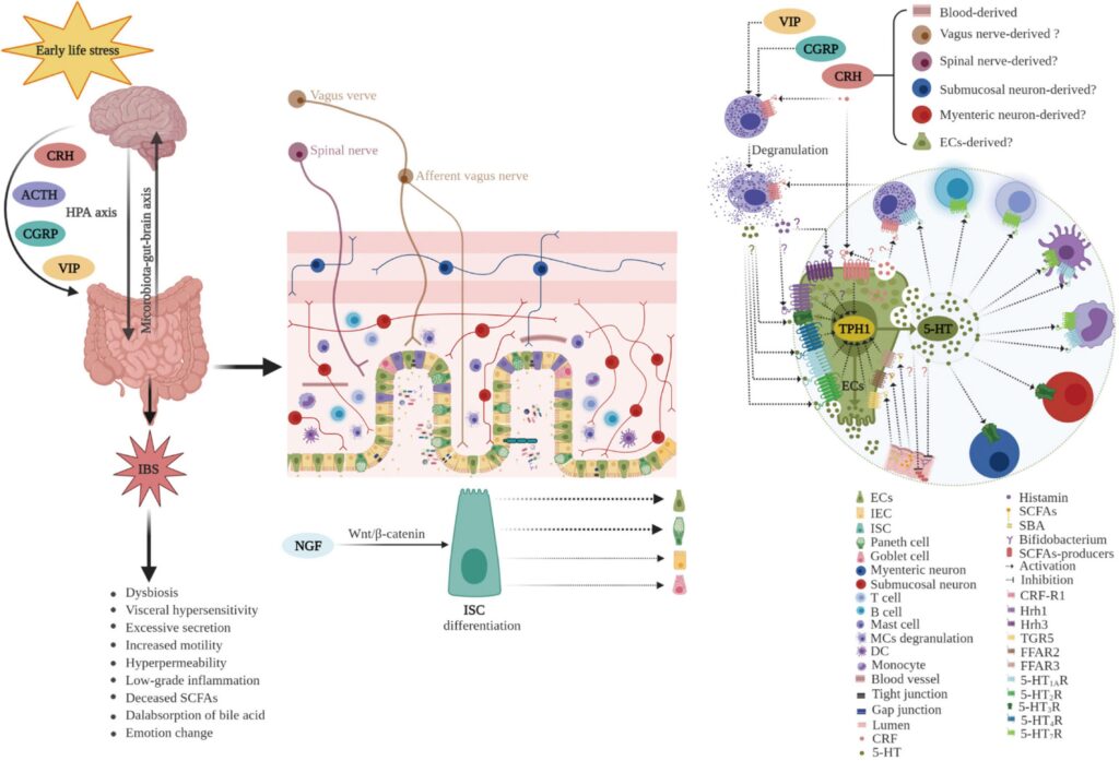 Diagram showing how early life stress or trauma affects the gut brain axis, leading to IBS via changes in gut cells,...