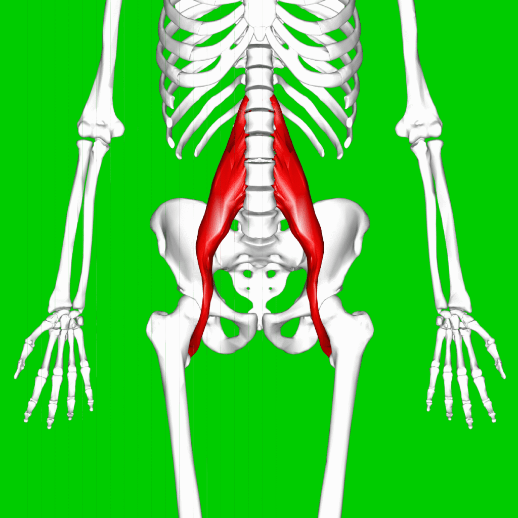 Psoas major muscle11
