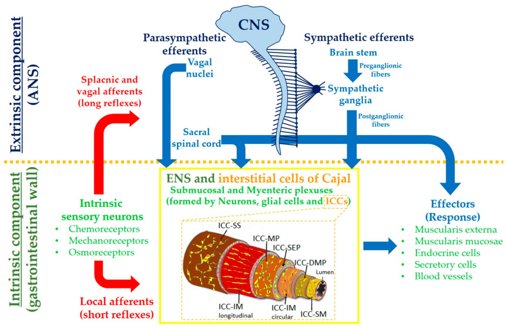Diagram of the autonomic nervous system showing extrinsic and intrinsic components controlling gut function, pathways of...