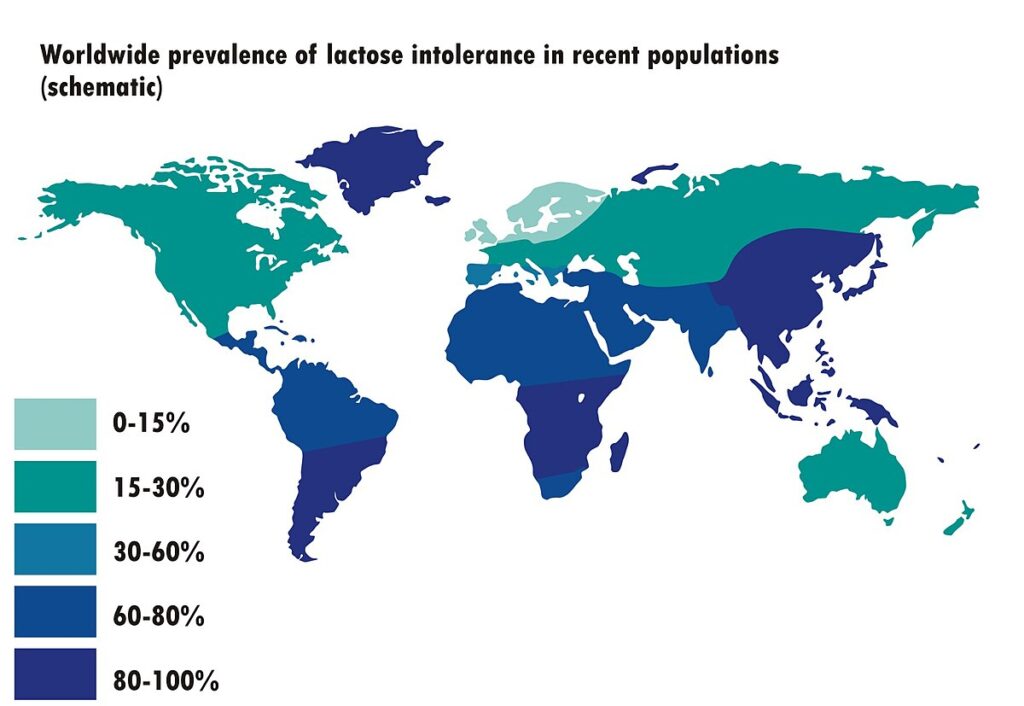 A world map showing lactose intolerance prevalence by region, using shades from light teal (0 15%) to dark blue (80...
