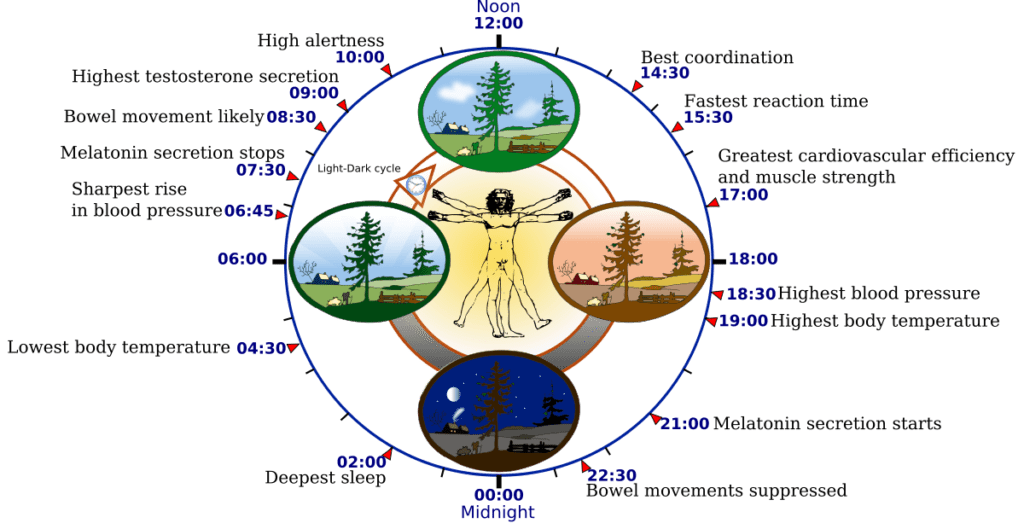 A 24 hour circadian rhythm clock showing human physiological processes—including alertness, melatonin and cortisol...