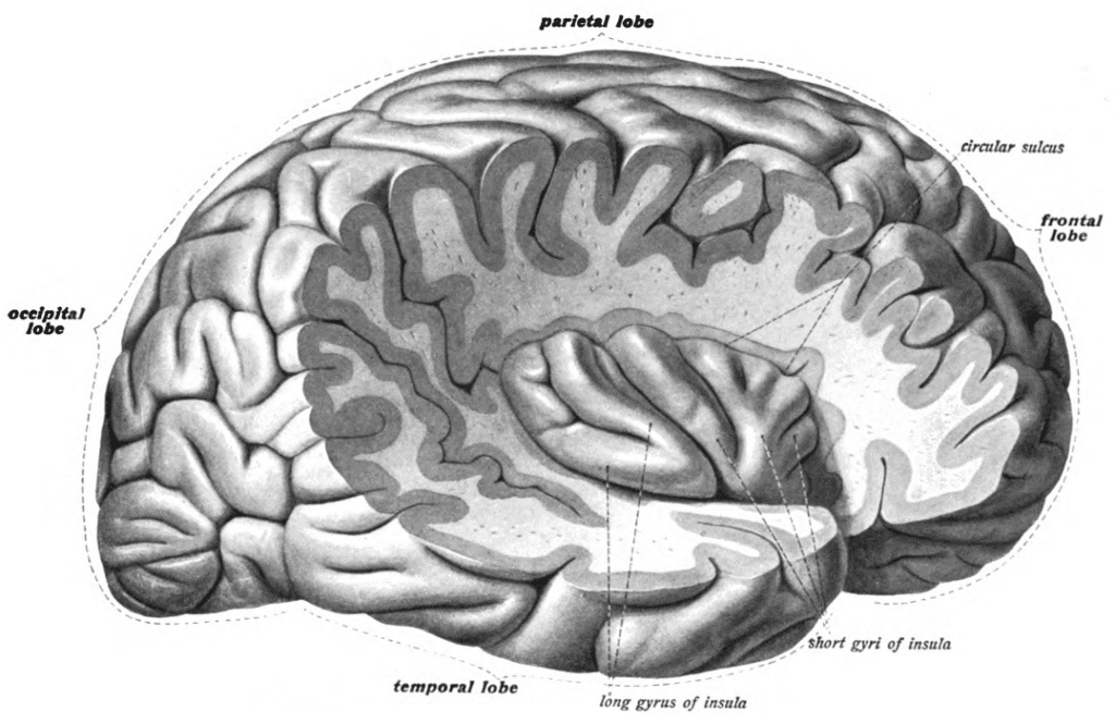 Anatomical illustration of the human brain’s left hemisphere, labelled with the parietal, occipital, temporal, and...