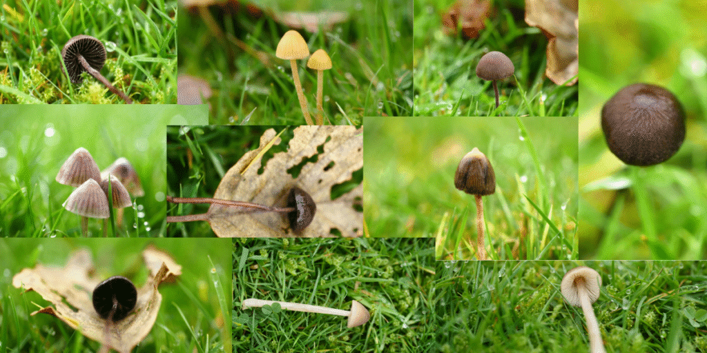 A collage of various small mushrooms growing in green grass, their diverse shapes and colours evoking the complexity of...