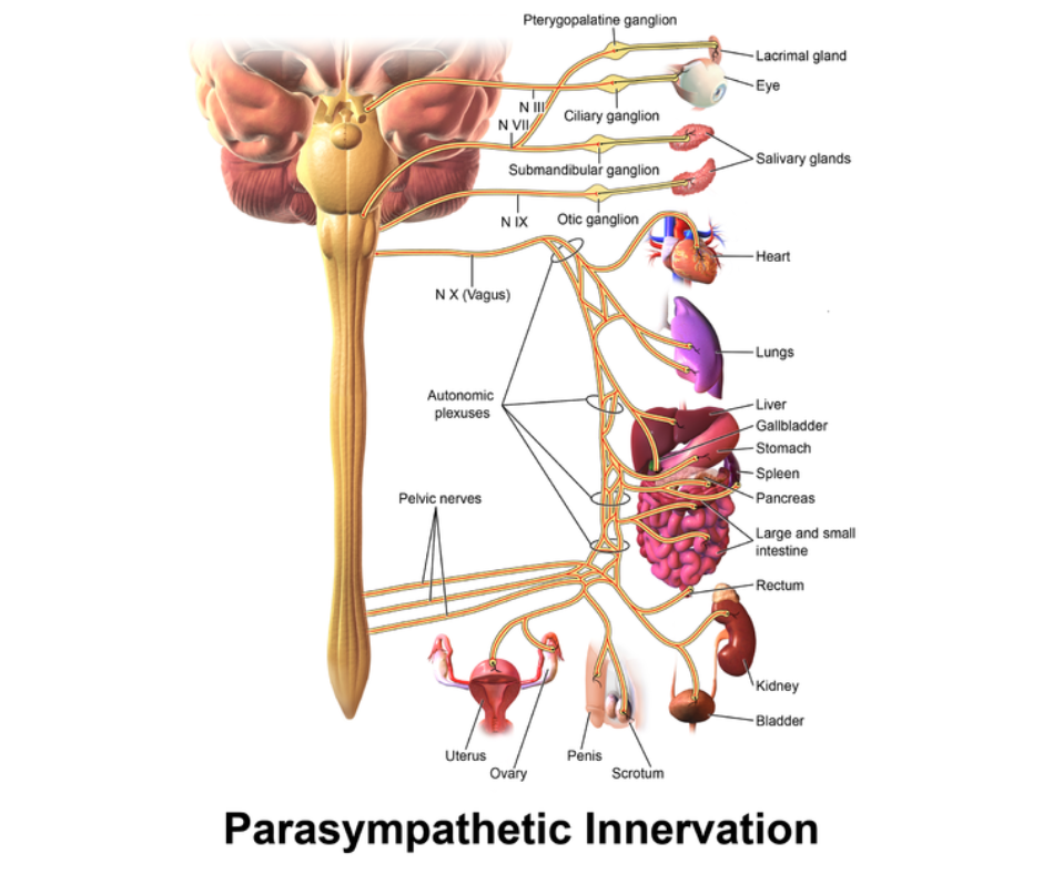 Diagram of the parasympathetic nervous system showing brainstem and spinal cord connections to organs like eyes, heart,...