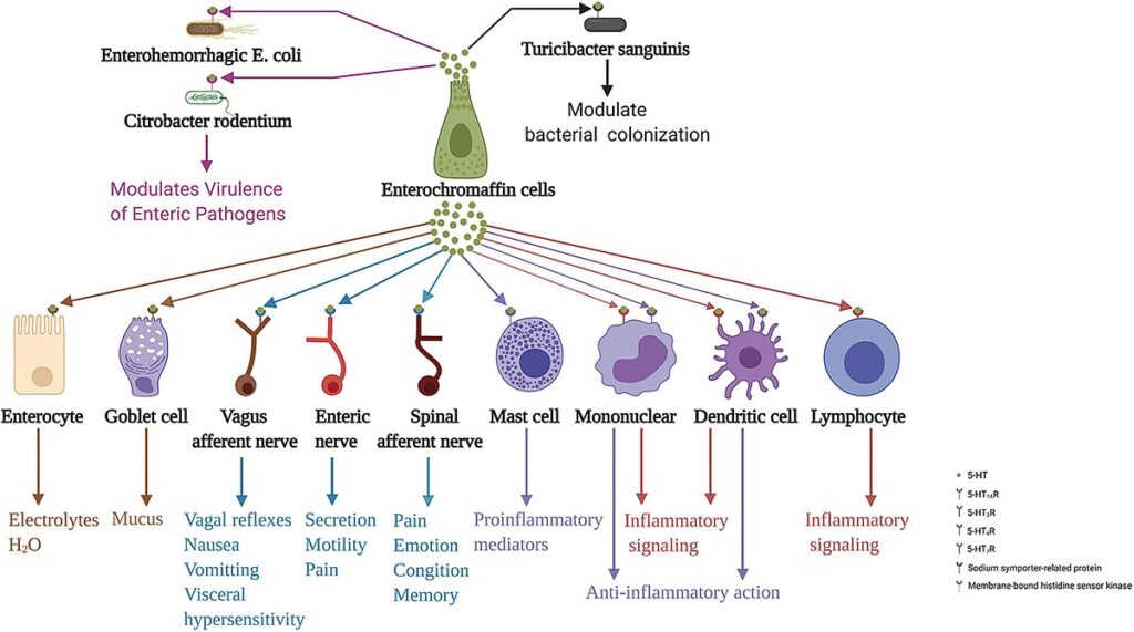 Diagram showing how enteric pathogens and bacteria affect enterochromaffin cells, which release signals to neurones and...