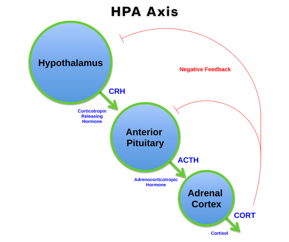 Diagram of the HPA axis showing the hypothalamus, anterior pituitary, and adrenal cortex with hormone flow (CRH, ACTH,...