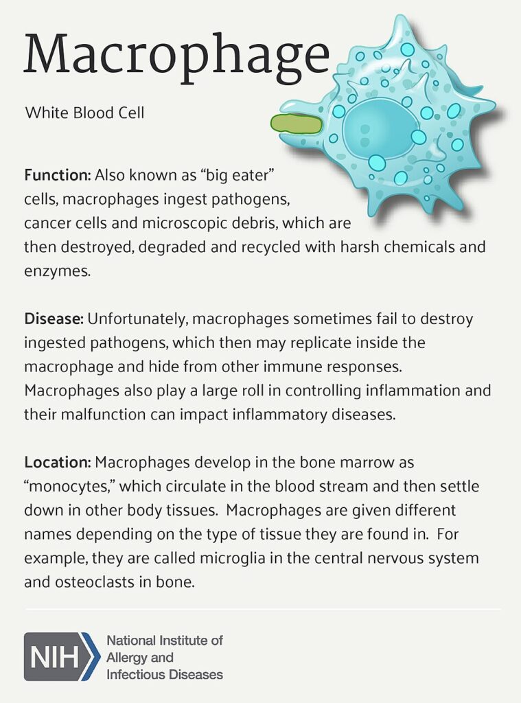 An illustrated macrophage cell next to text explains its role in ingesting pathogens, involvement in immune responses,...