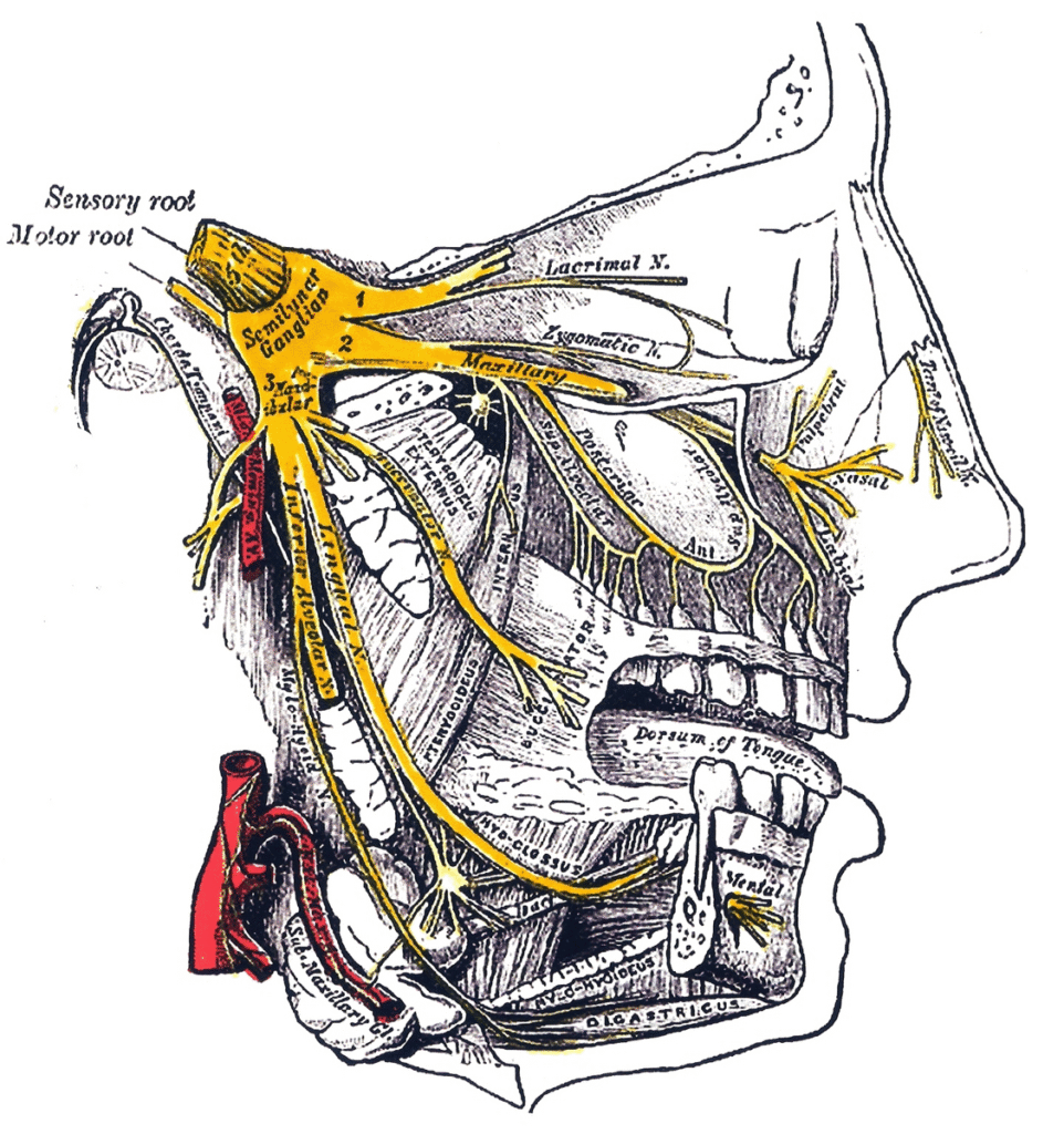 Illustration of the human head showing the trigeminal nerve and its branches in yellow, with labels indicating sensory...