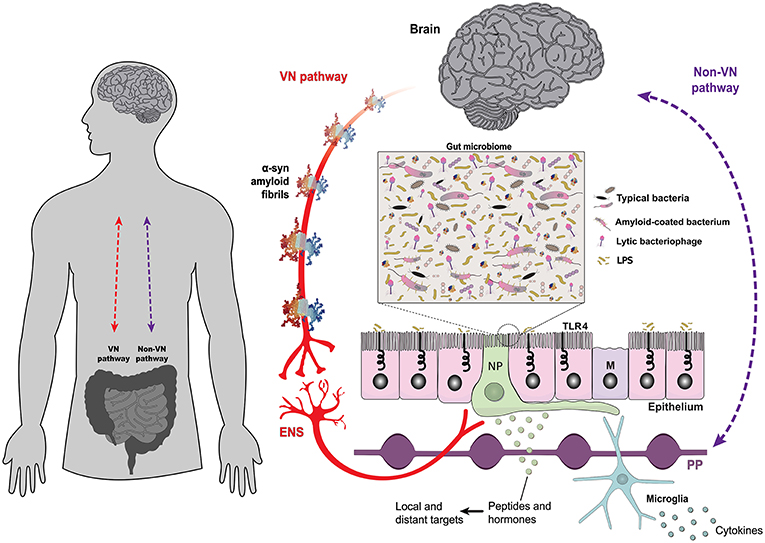 Diagram illustrating the gut brain axis: gut microbiome affects the brain via the vagus nerve (VN pathway) and non VN...