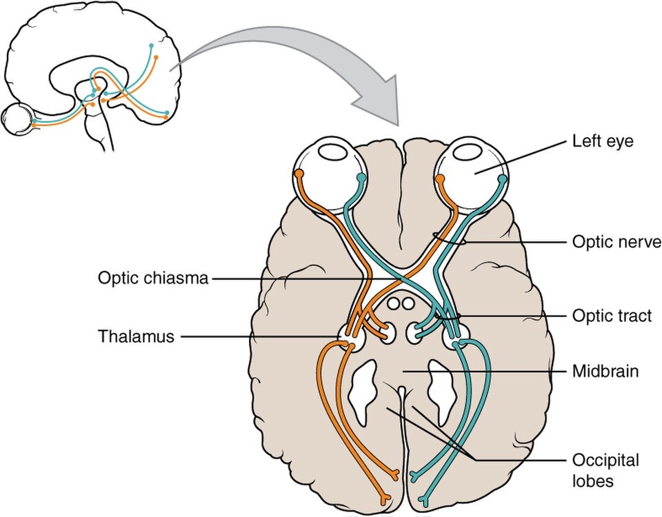 Diagram of the human brain from above, showing how eyesight information travels: optic nerves from both eyes cross at the optic chiasma before projecting to the thalamus, midbrain, and occipital lobes. Labels identify each main structure involved in vision.